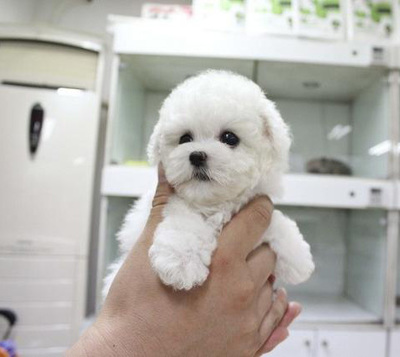 广州购买小体比熊犬指南 价格、渠道与注意事项