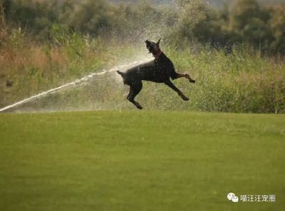 西安铂肯犬舍 专业杜宾犬繁育与销售专家