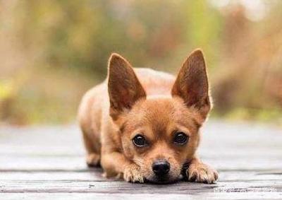 宠物幼犬喂养与寄养指南