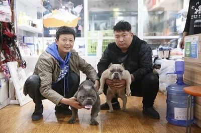 一飞恶霸犬舍 专业培育体形夸张、肌肉分明的顶级犬只