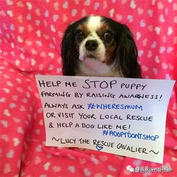 从一只繁殖犬的离世到“露西法案” 英国如何走向宠物领养优先的时代