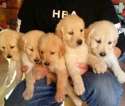 爱心接力 寻找新家的小天使们