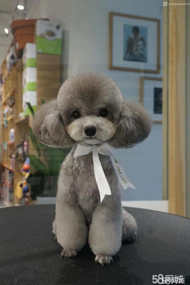 金华宠物犬只寄养指南 为爱宠打造安心假期