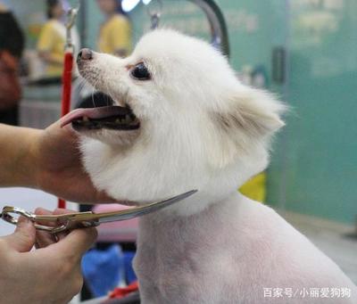 新手主人必读 宠物幼犬的科学喂养与成长指南