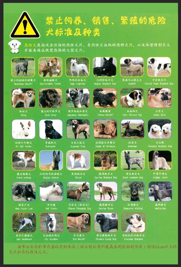 新规出台！常州犬主注意，规范寄养守护爱犬健康安全