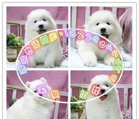 匠心培育，赛级萨摩耶精品之选，专业寄养呵护爱犬