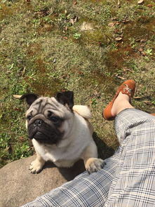 CKU认证犬舍 成都巴哥犬的健康保障与终生售后