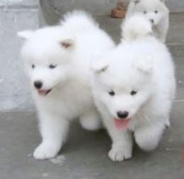 广州萨摩耶幼犬市场价格与购买指南