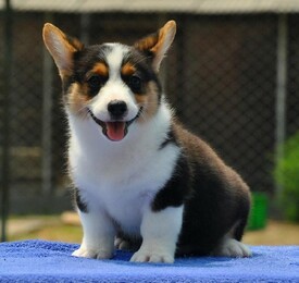 保山柯基犬饲养指南 犬只健康喂养与选购须知