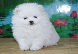 关于长沙茶杯博美幼犬的购买与寄养指南