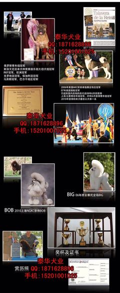 泰华犬业边境牧羊犬售价详解