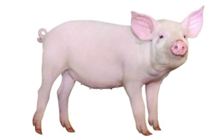 代加工饲料厂与养殖场的新出路 整合犬只销售产业链