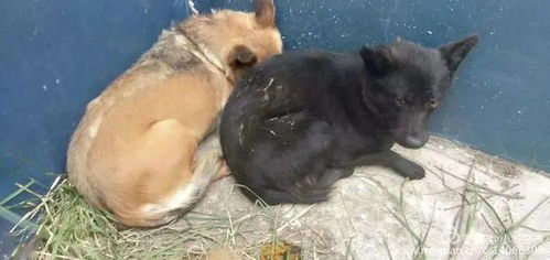 长治潞城漳泽水库及南三厂区域犬只寄养重要通知