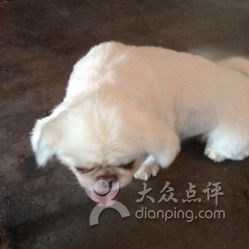 旺旺宠物美容洗澡寄养一站式服务与高品质犬只销售