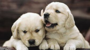 哈尔滨首批7只导盲犬获认证并开始寄养服务