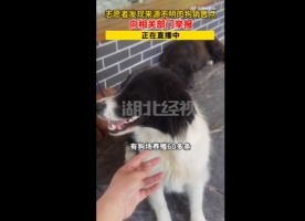 犬只寄养全攻略 如何为爱犬选择可靠的寄养服务