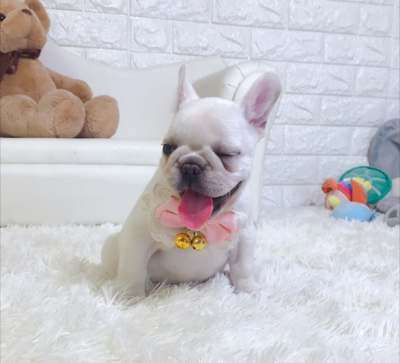 纯种法牛英牛健康出售，专业寄养服务伴您爱犬成长