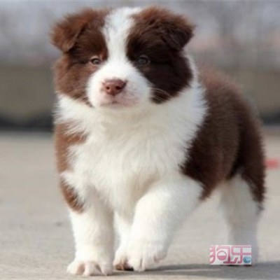 乌海地区精品边境牧羊犬舍 健康犬只，疫苗齐全，待您领回家