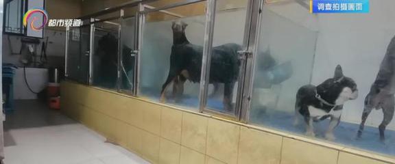 犬只管理乱象 昆明现公开售卖禁养犬与违规办证现象，寄养服务暗藏风险