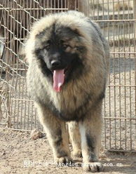 专业犬舍直销高品质高加索犬，全国包邮上门，欢迎实地选购