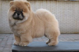 专业犬舍直销肉嘴松狮犬，品质保障，服务三包