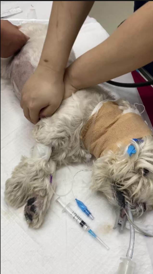 宠物寄养 安全监管与责任归属的警示