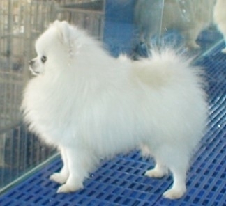 犬只销售指南 如何选择并负责任地购买宠物犬